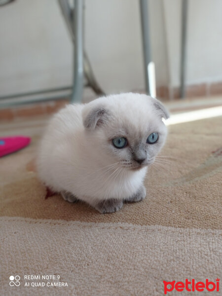 Scottish Fold, Kedi  Lili fotoğrafı