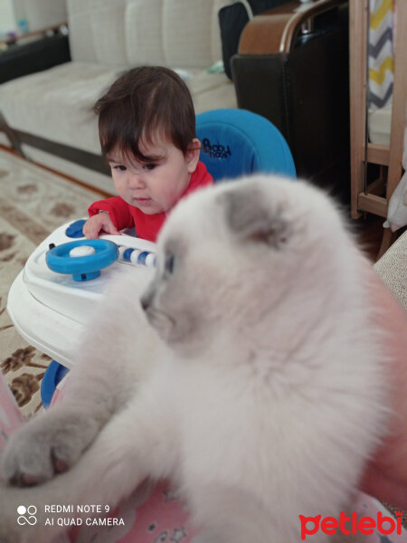 Scottish Fold, Kedi  Lili fotoğrafı