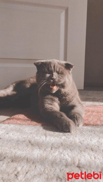 Scottish Fold, Kedi  Boncuk fotoğrafı