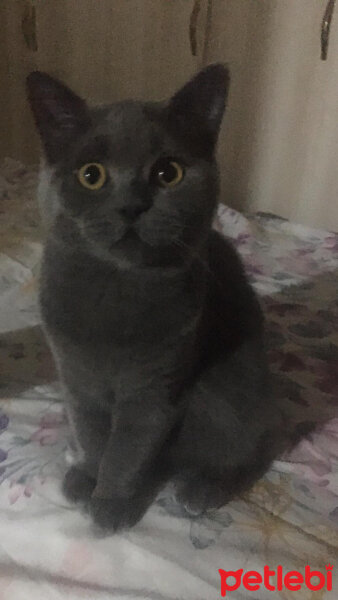 Scottish Fold, Kedi  Boncuk fotoğrafı