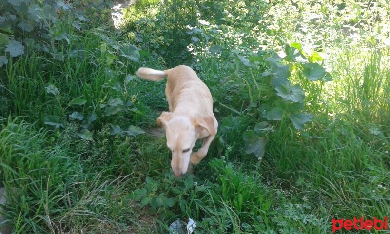 Sokö (Sokak Köpeği), Köpek  Kont ve tina fotoğrafı