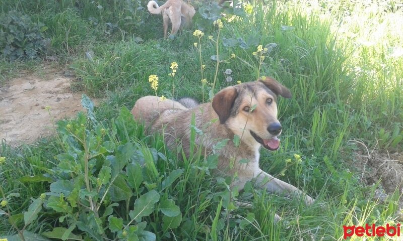 Sokö (Sokak Köpeği), Köpek  Kont ve tina fotoğrafı