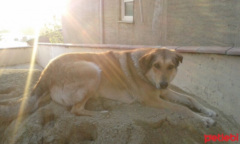 Sokö (Sokak Köpeği), Köpek  Kont ve tina fotoğrafı