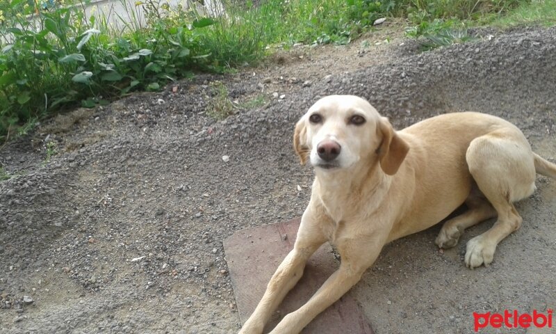 Sokö (Sokak Köpeği), Köpek  Kont ve tina fotoğrafı