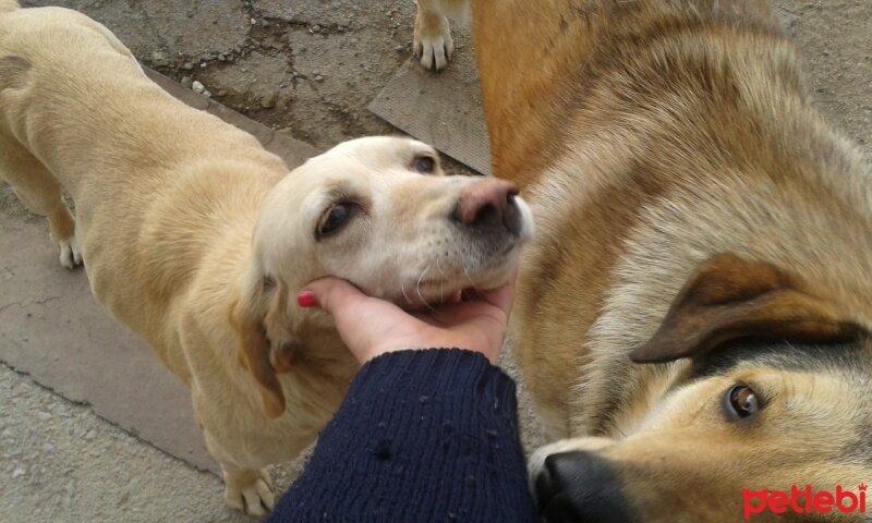 Sokö (Sokak Köpeği), Köpek  Kont ve tina fotoğrafı