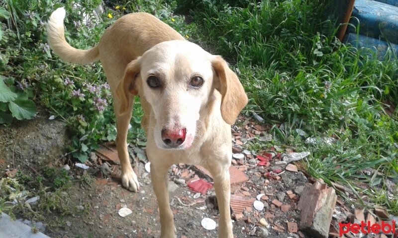 Sokö (Sokak Köpeği), Köpek  Kont ve tina fotoğrafı