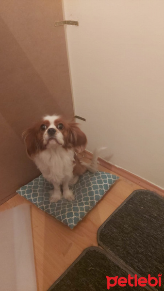 Cavalier King Charles Spanieli, Köpek  Bobi fotoğrafı
