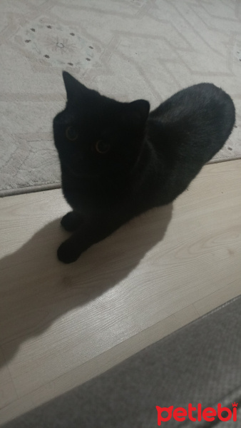 Brazilian Shorthair, Kedi  Zeytin fotoğrafı