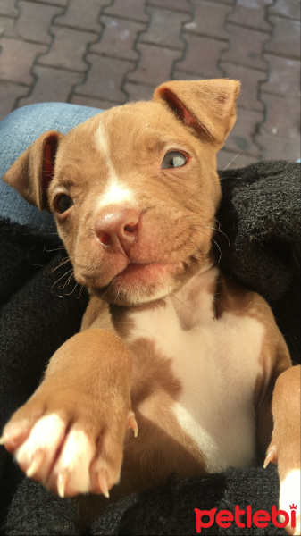 Amerikan Staffordshire Terrier, Köpek  Hera fotoğrafı