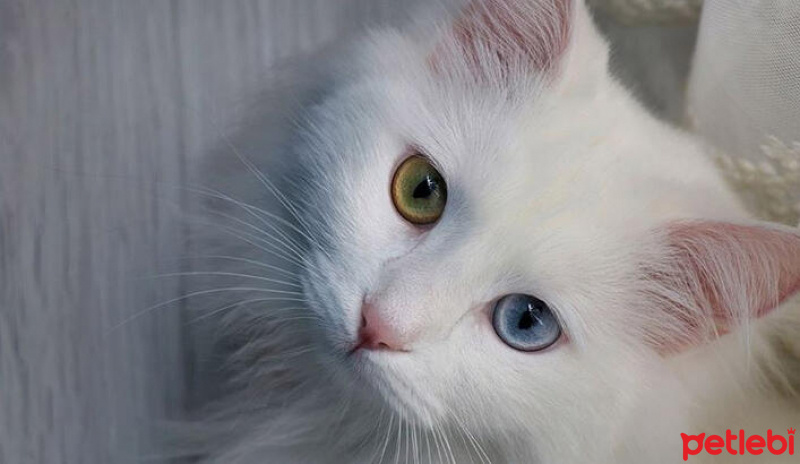 Van Kedisi, Kedi  Pamuk fotoğrafı