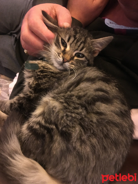 Tekir Kedi, Kedi  Efe fotoğrafı