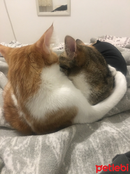 Tekir Kedi, Kedi  Oddish fotoğrafı