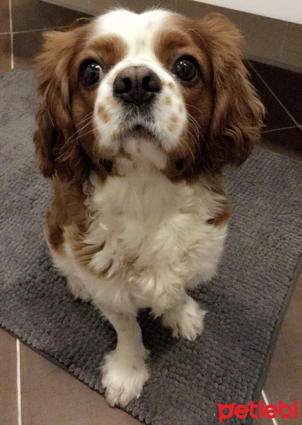 Cavalier King Charles Spanieli, Köpek  Miço fotoğrafı