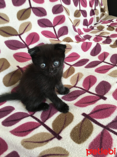 Scottish Fold, Kedi  Gece fotoğrafı