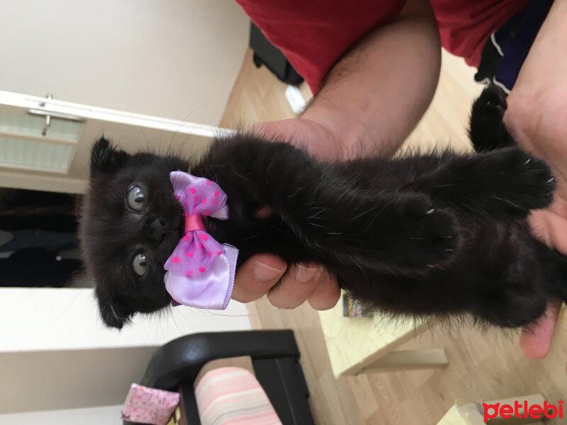 Scottish Fold, Kedi  Gece fotoğrafı