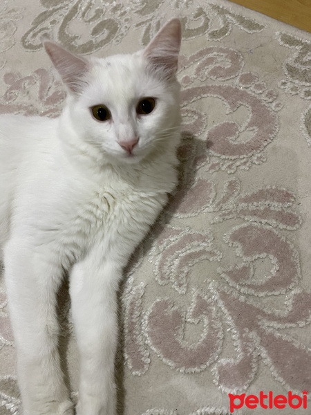 Tekir Kedi, Kedi  Minnoş fotoğrafı