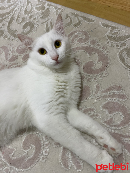 Tekir Kedi, Kedi  Minnoş fotoğrafı