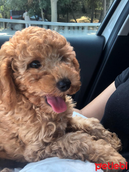 Poodle(Standart Kaniş), Köpek  Bambam fotoğrafı