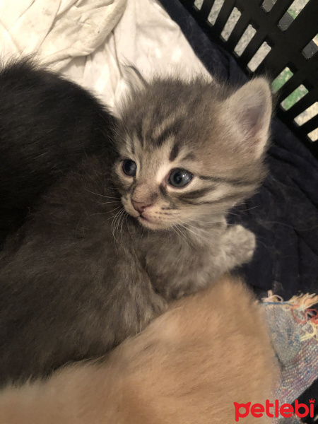 Tekir Kedi, Kedi  Ponçik fotoğrafı