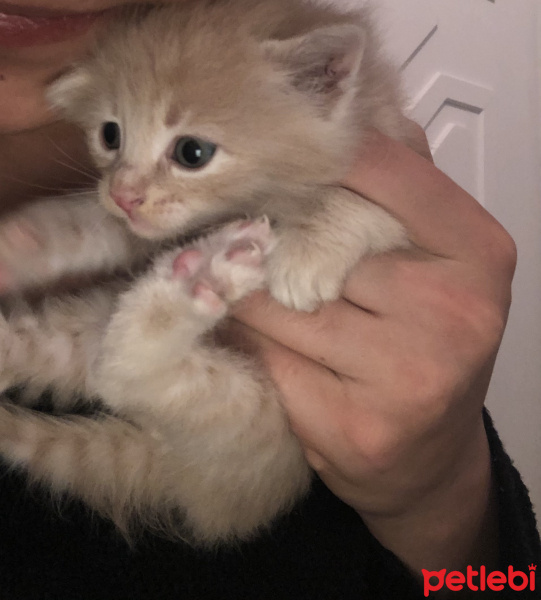 Tekir Kedi, Kedi  Ponçik fotoğrafı