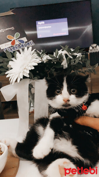 Scottish Fold, Kedi  Herkül fotoğrafı