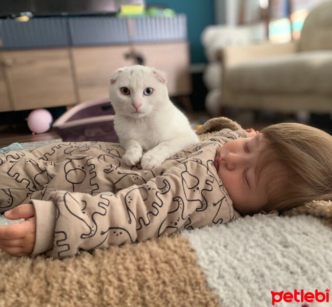 Scottish Fold, Kedi  Herkül fotoğrafı