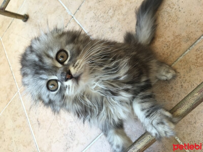 Scottish Fold, Kedi  Çikolata fotoğrafı