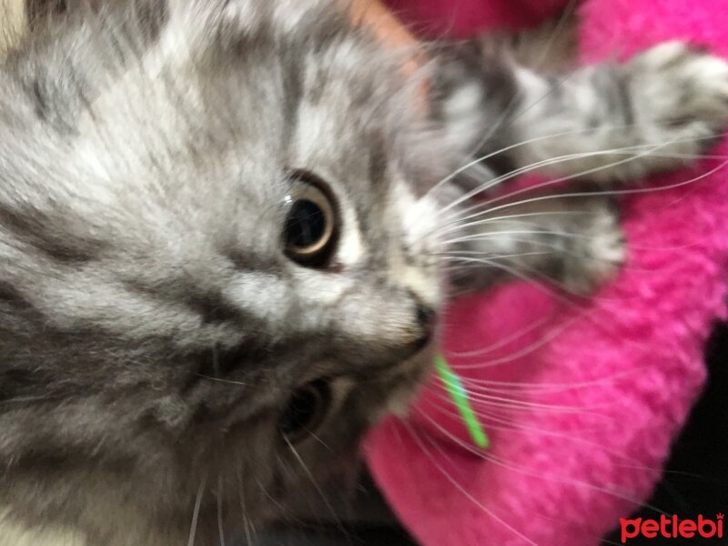 Scottish Fold, Kedi  Çikolata fotoğrafı