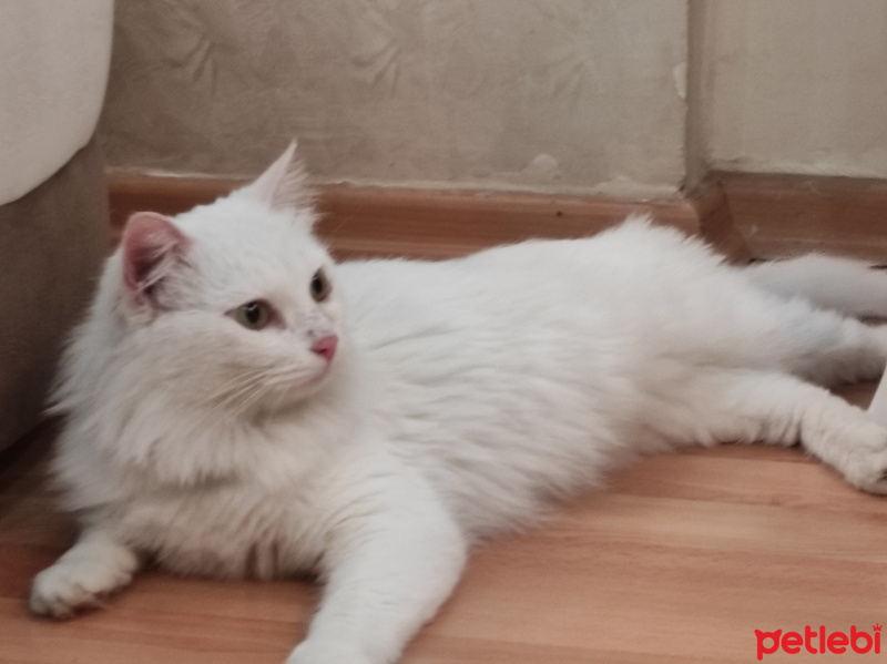 Ankara Kedisi, Kedi  Pamuk fotoğrafı
