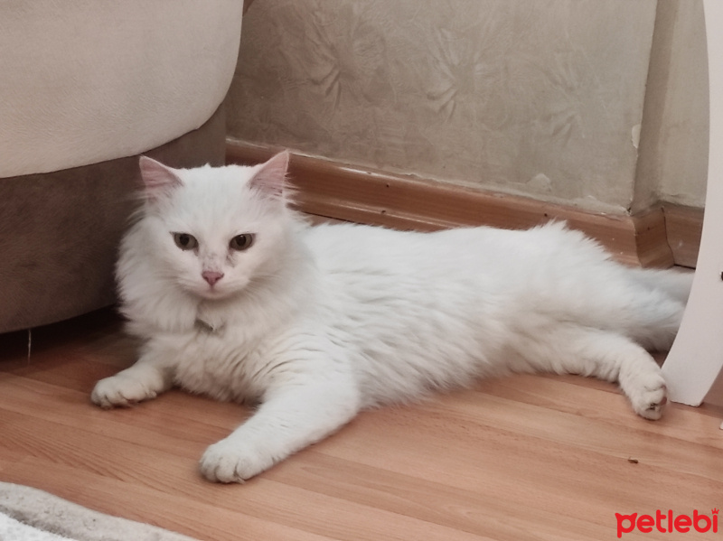 Ankara Kedisi, Kedi  Pamuk fotoğrafı