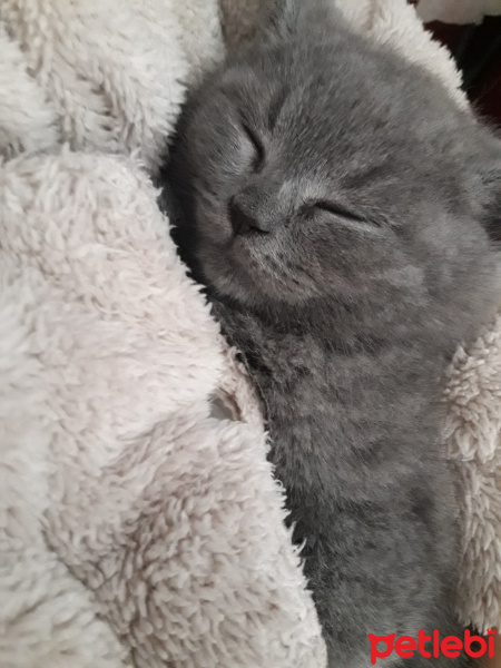 British Shorthair, Kedi  Oscar fotoğrafı