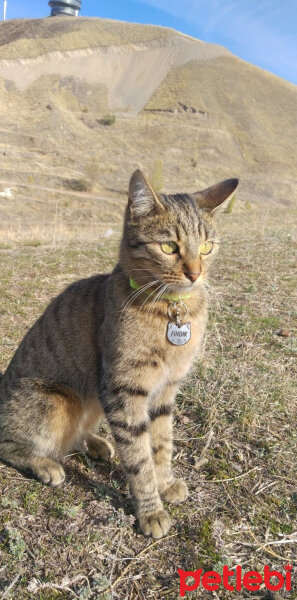 Tekir Kedi, Kedi  Fındık fotoğrafı