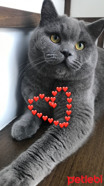British Shorthair, Kedi  Leo fotoğrafı