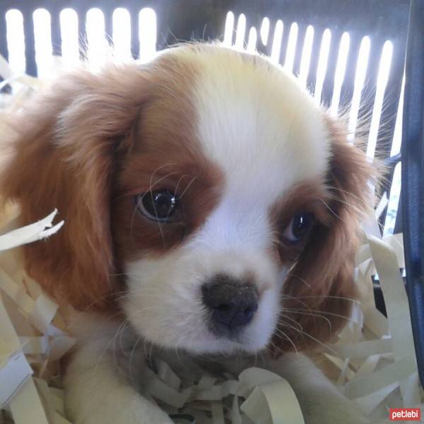 Cavalier King Charles Spanieli, Köpek  Leo fotoğrafı