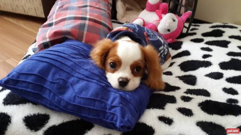 Cavalier King Charles Spanieli, Köpek  Leo fotoğrafı