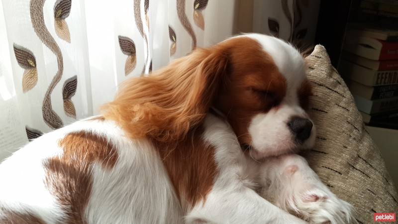 Cavalier King Charles Spanieli, Köpek  Leo fotoğrafı