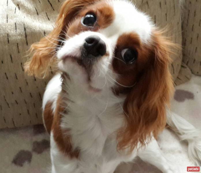 Cavalier King Charles Spanieli, Köpek  Leo fotoğrafı