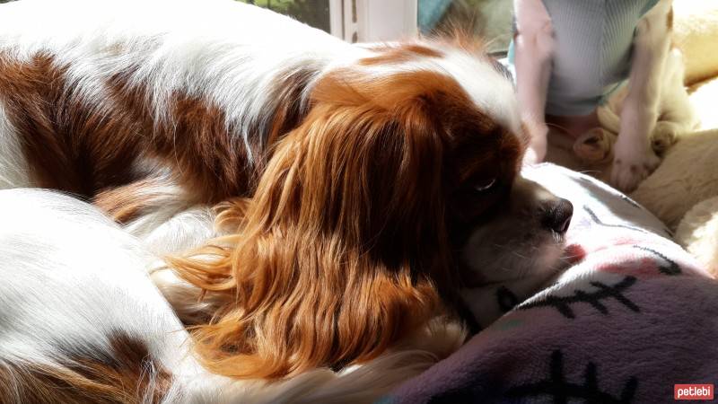 Cavalier King Charles Spanieli, Köpek  Leo fotoğrafı