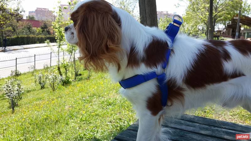 Cavalier King Charles Spanieli, Köpek  Leo fotoğrafı