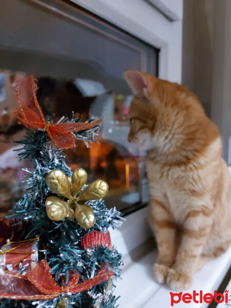 Sarman, Kedi  Şanslı 🪽 fotoğrafı