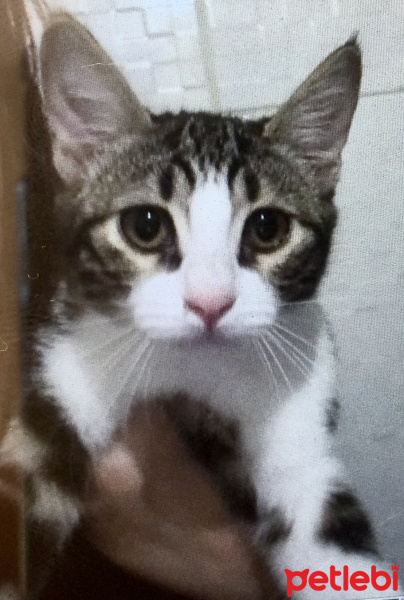 Tekir Kedi, Kedi  Adı yok fotoğrafı