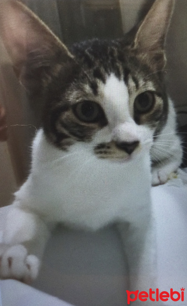 Tekir Kedi, Kedi  Adı yok fotoğrafı