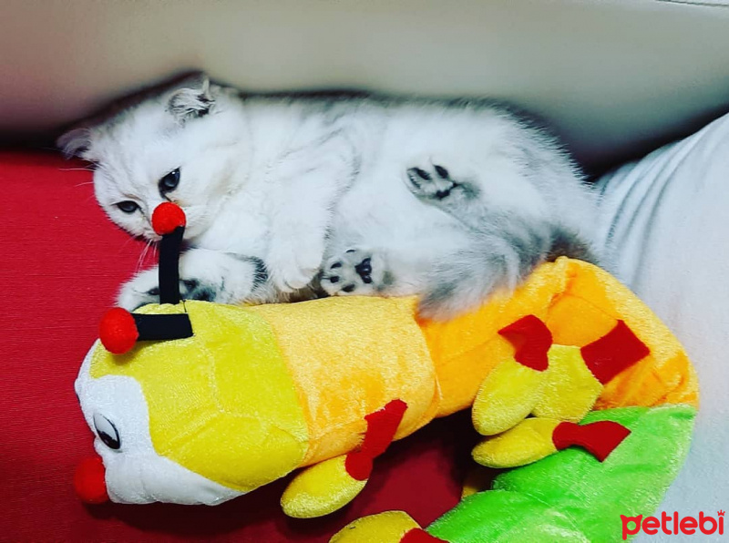 Scottish Fold, Kedi  Lucy fotoğrafı