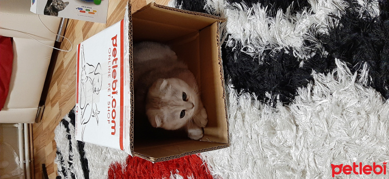 Scottish Fold, Kedi  Lucy fotoğrafı