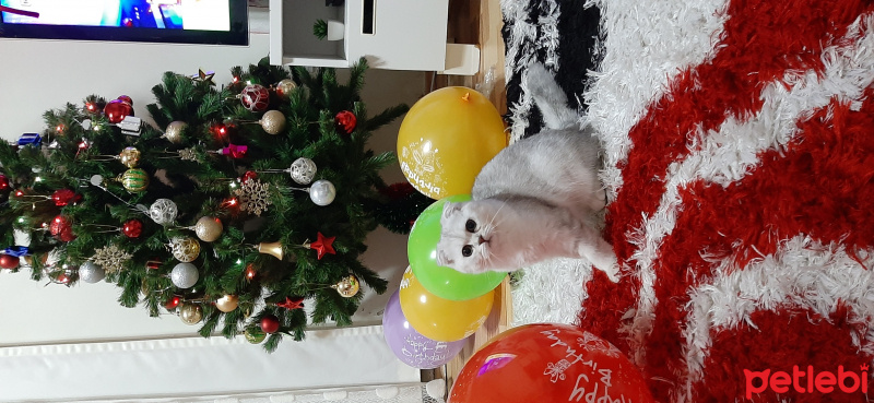 Scottish Fold, Kedi  Lucy fotoğrafı