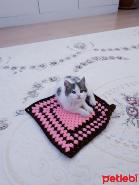 Tekir Kedi, Kedi  Leydi fotoğrafı