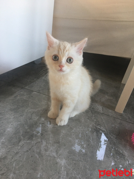 British Shorthair, Kedi  zuzu fotoğrafı