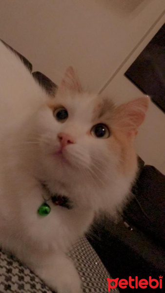 Norwegian Forest, Kedi  Fındık fotoğrafı