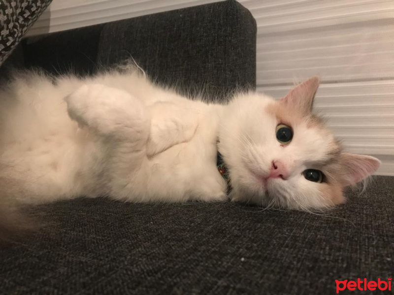 Norwegian Forest, Kedi  Fındık fotoğrafı