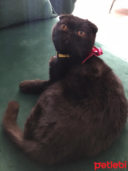 Scottish Fold, Kedi  Zeytin fotoğrafı
